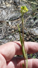 Asclepias pedicellata image