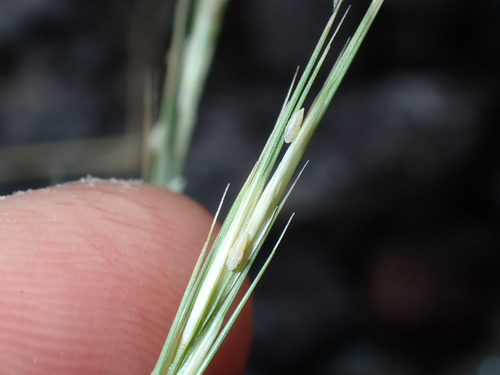 Aristida adscensionis, 2026-08-16