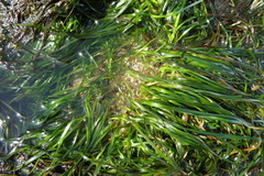 Phyllospadix serrulatus