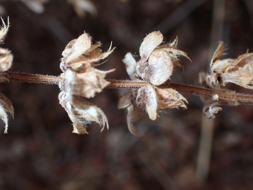 Ocimum gratissimum observed 2026-08-16