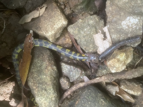 Photo of a Boulenger's Earth Snake (Uropeltis myhendrae)