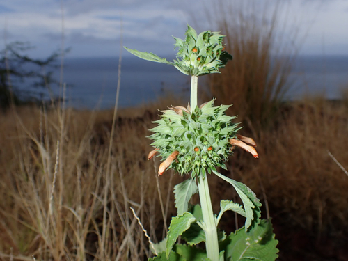 Leonotis nepetifolia observed 2026-08-16