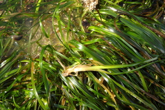 Phyllospadix serrulatus