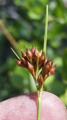 Rhynchospora pineticola