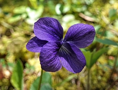 Viola adunca adunca