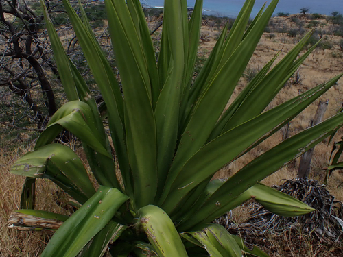 Agave, 2026-08-16