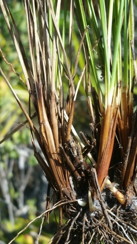 Image of Rhynchospora pineticola by (c) Jay Horn, some rights reserved (CC BY)