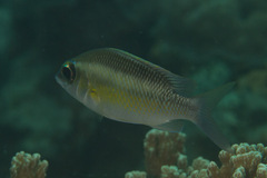 Scolopsis margaritifera