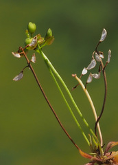 Teesdalia coronopifolia