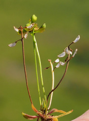 Teesdalia coronopifolia