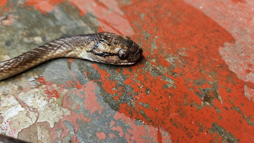 Sri Lanka Cat Snake