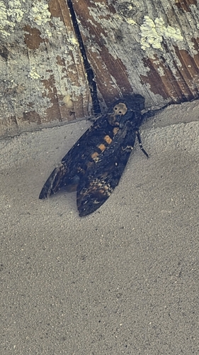 Death's Head Hawkmoth