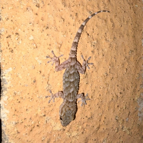 Moorish Gecko