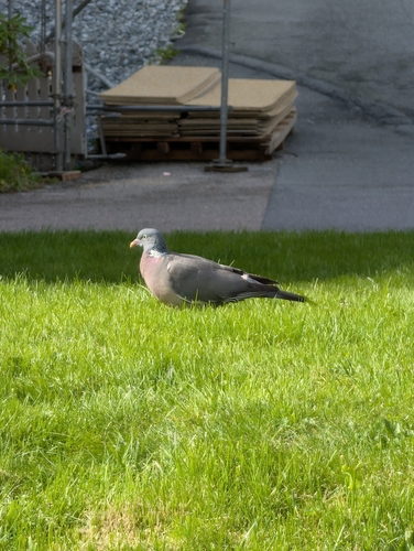 Common Wood-Pigeon