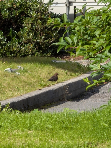 Eurasian Blackbird
