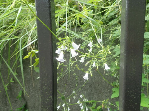 Adenophora triphylla