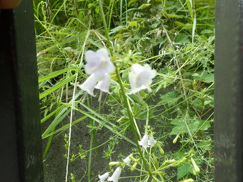 Adenophora triphylla, photograph 1