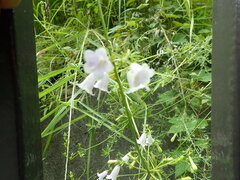 Adenophora triphylla, photograph (c) 村山史世　（Fumiyo MURAYAMA), some rights reserved (CC BY)