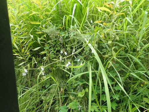Adenophora triphylla, photograph 3