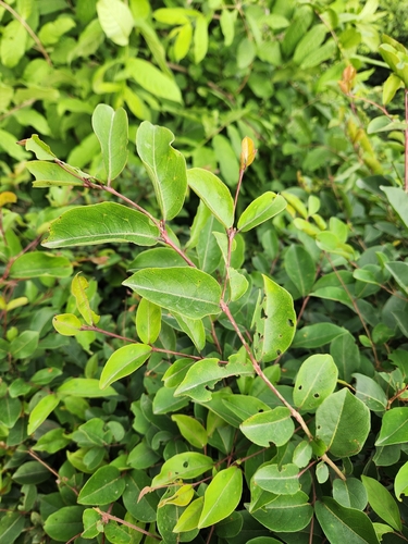 Terminalia anogeissiana observed 2026-08-09