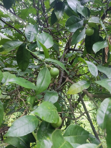 Citrus tachibana observed 2026-08-17
