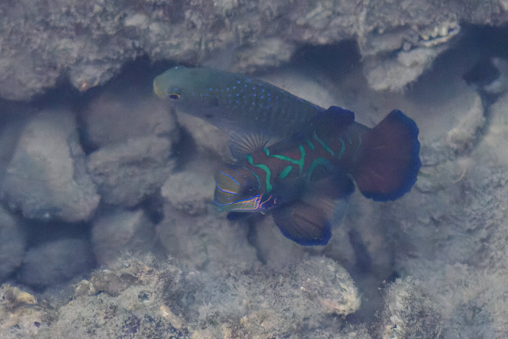 Green mandarin