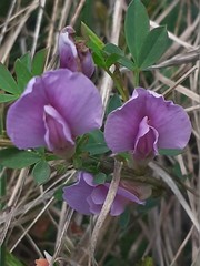 Chamaecytisus purpureus