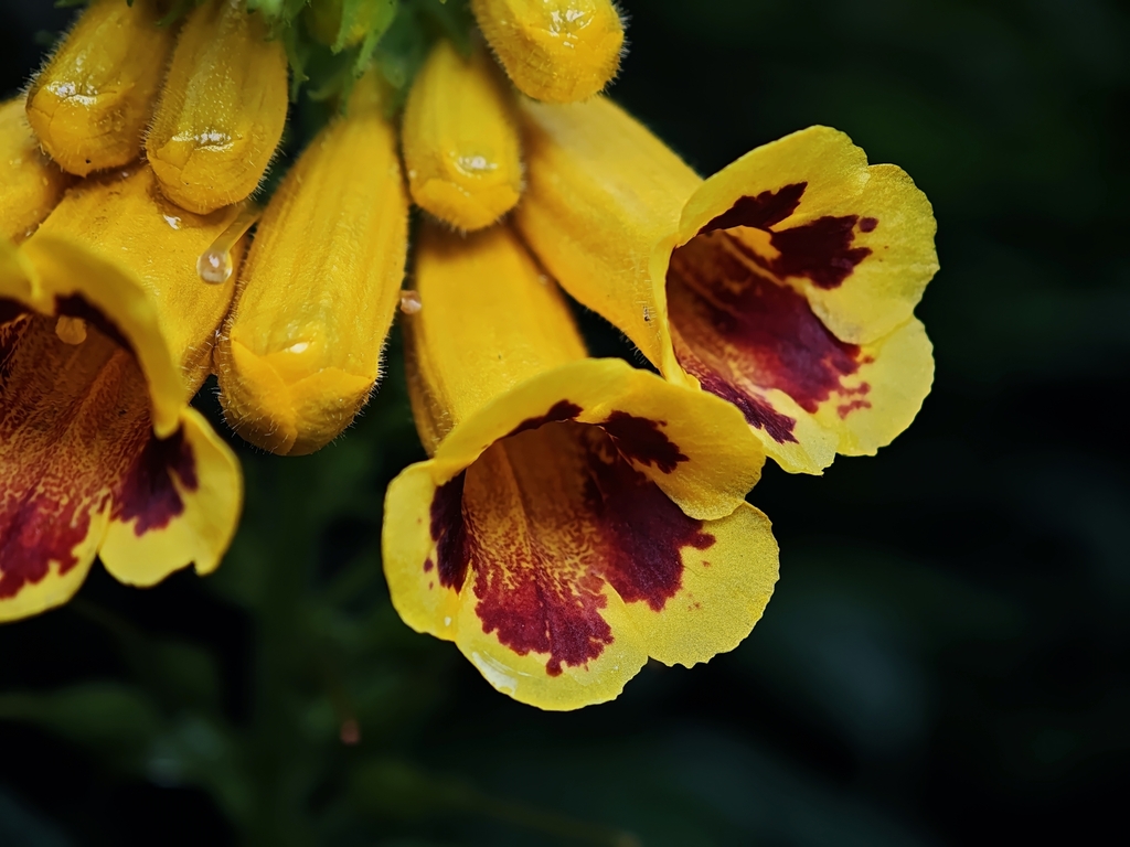Titanotrichum oldhamii
