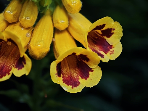 Titanotrichum oldhamii