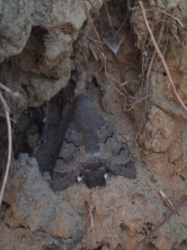 Eurasian Hummingbird Hawkmoth