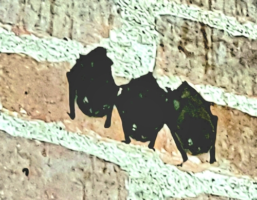 iNaturalist observation photo of Big Brown Bat