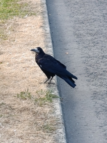 Rook