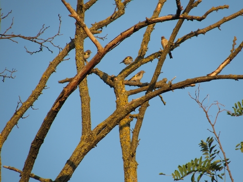 European Goldfinch