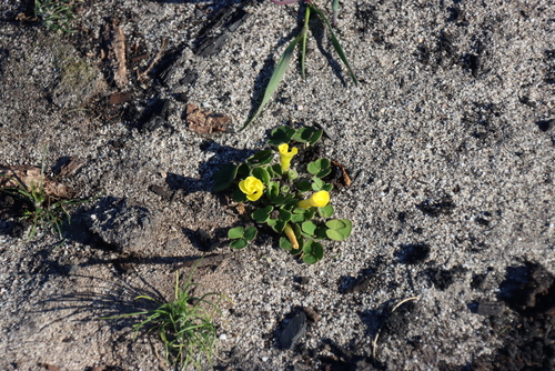 Oxalis luteola, photograph 2