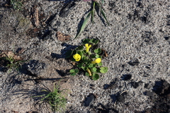 Oxalis luteola, photograph (c) Tony Rebelo, some rights reserved (CC BY-SA)