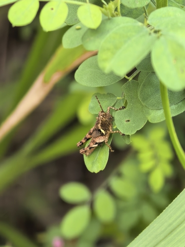 Xenocatantops brachycerus