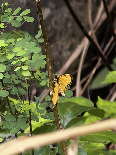Yellow Coster