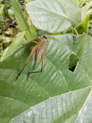 Nisitrus vittatus, 2026-08-17