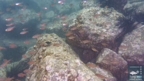 Taeniamia fucata observed 2026-08-16