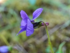 Viola adunca adunca