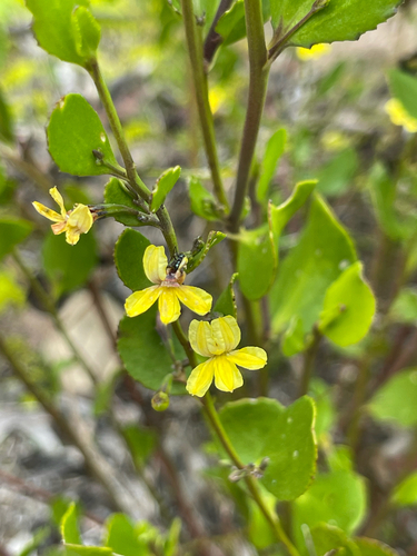 Sticky Goodenia
