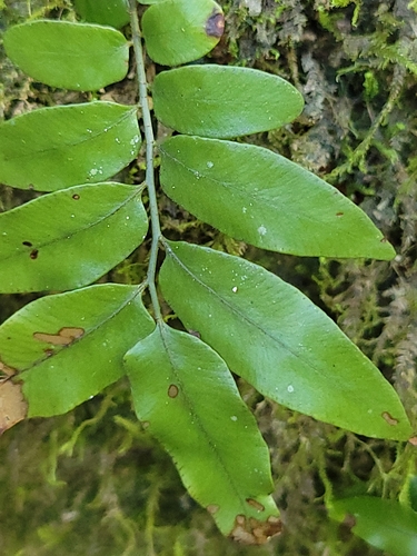 Climbing Fern