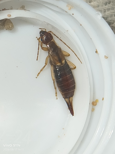 Forficula vicaria