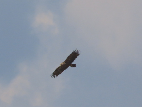 Steppe Eagle