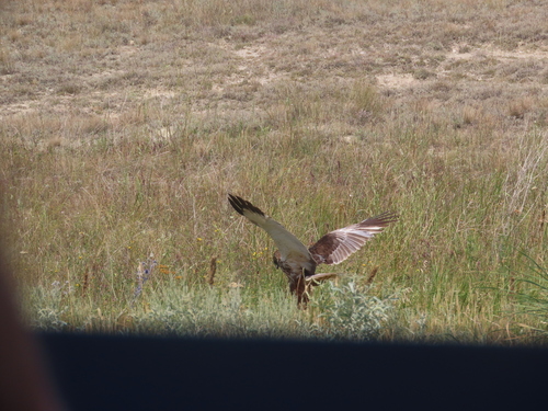 Western Marsh Harrier