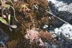 Claytonia exigua