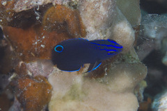 Pomacentrus burroughi