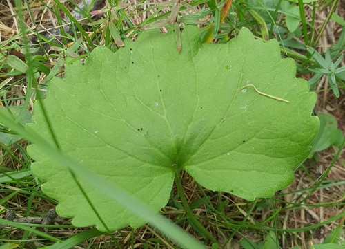Viola uniflora, photograph 6