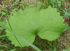 Viola uniflora, photograph (c) Urgamal Magsar, some rights reserved (CC BY)