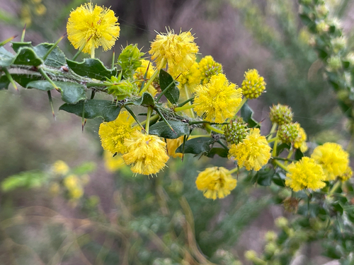 Kangaroo thorn